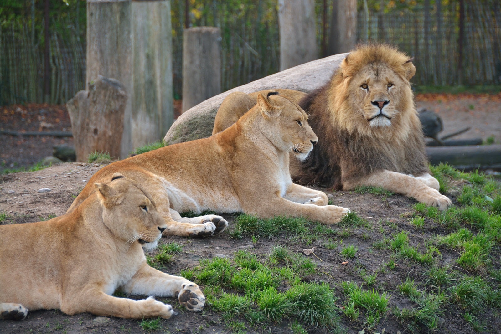 zoo odense denmark