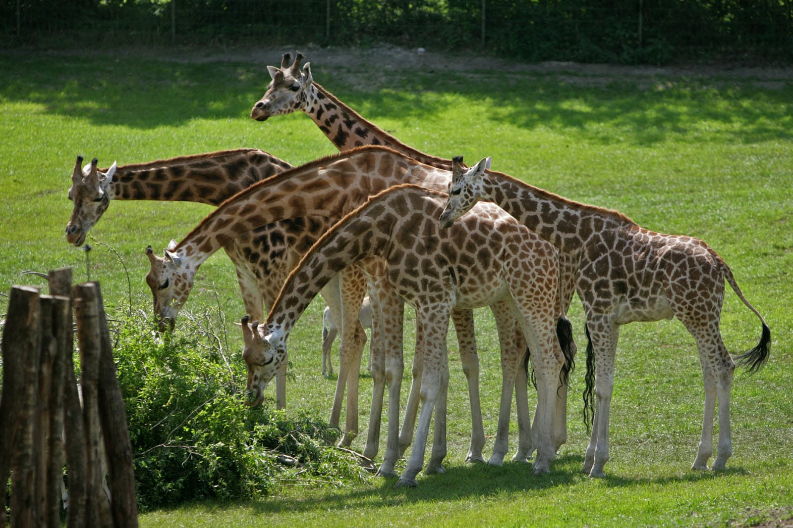 jul i aalborg zoo priser
