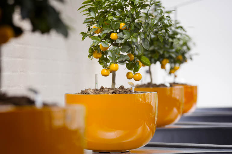 Banquet at Scandic Silkeborg, decorative orange trees
