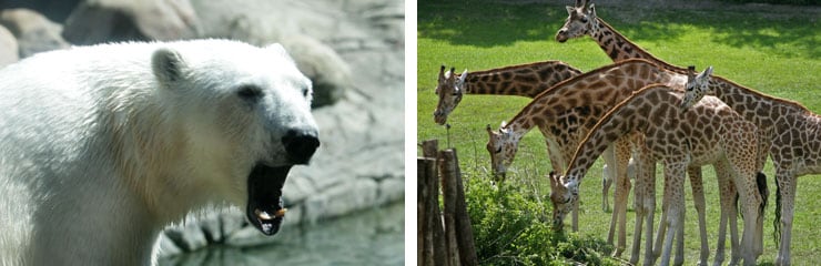 Visit Aalborg Zoo and enjoy a fun day. Stay at a hotel in Aalborg.