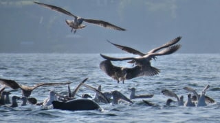 Whale watching in Middelfart | Photo: Niels Martner | Scandic Hotels
