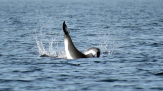 Whale watching in Middelfart | Photo: Niels Martner | Scandic Hotels