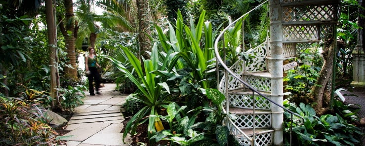 In the greenhouse in the Botanical Garden